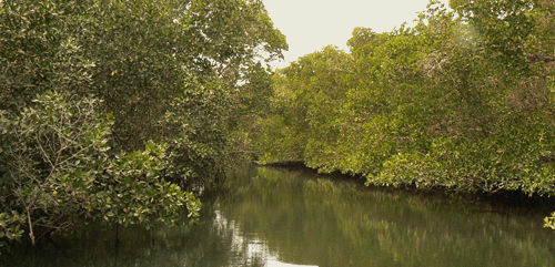 Sine saloum river