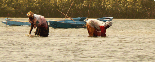 Sine saloum fishing