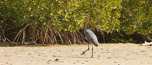 Sine saloum birds